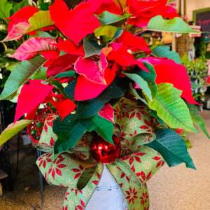 Poinsettia